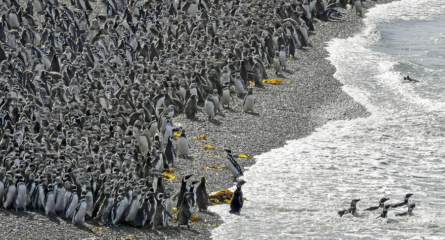 A large group of penguins gathers on a beach.