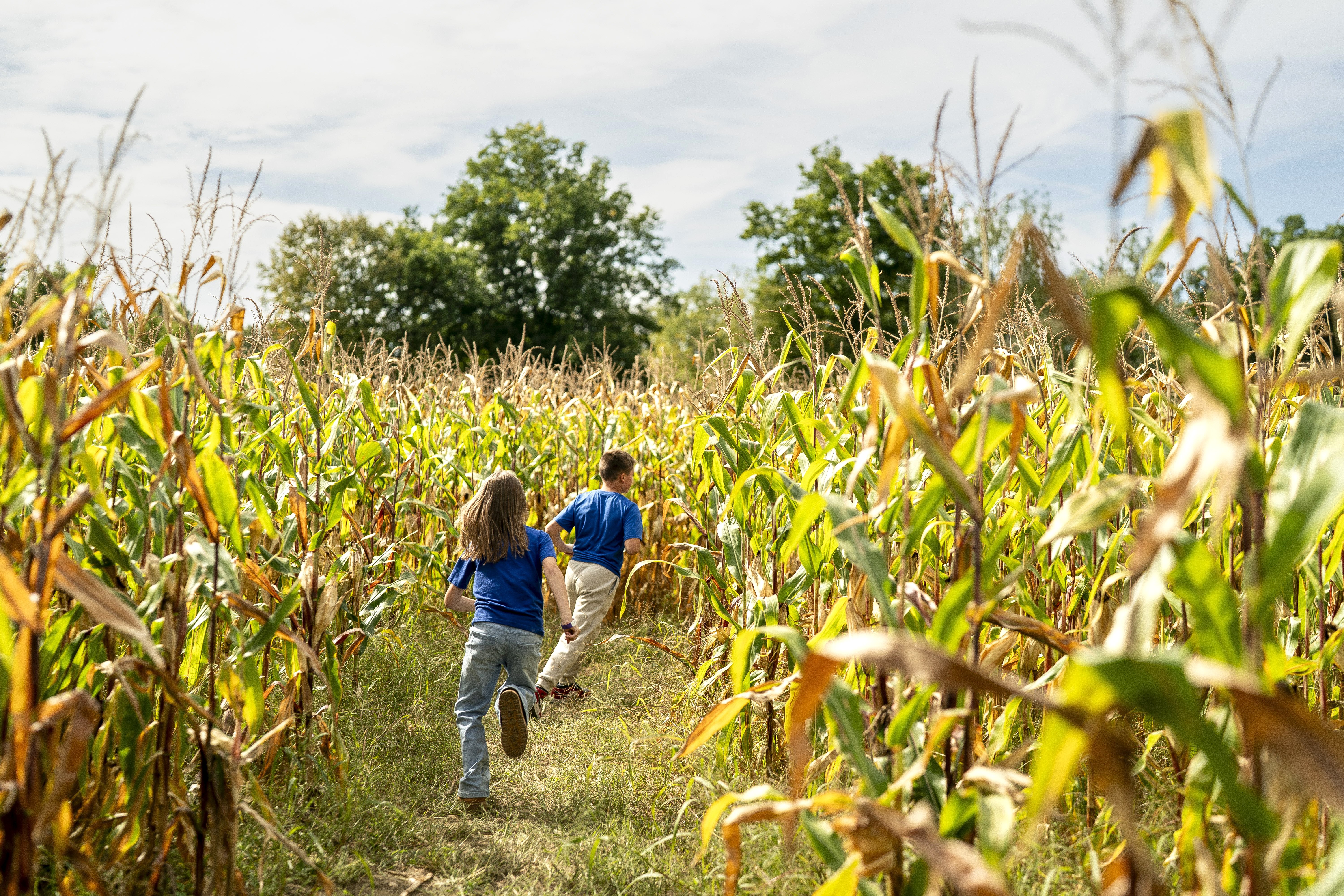 Two children run into a corn maze.