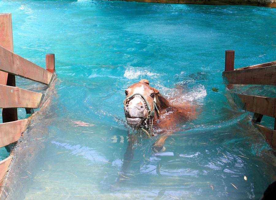 Hooves in the Water Swimming Pigs and Diving Horses The Atlantic