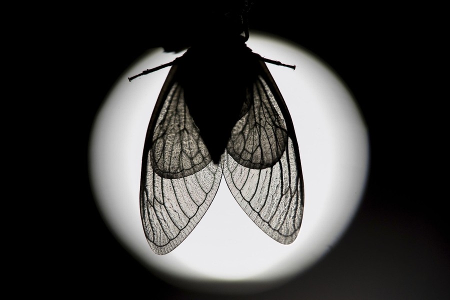 The wings and body of a cicada, in silhouette