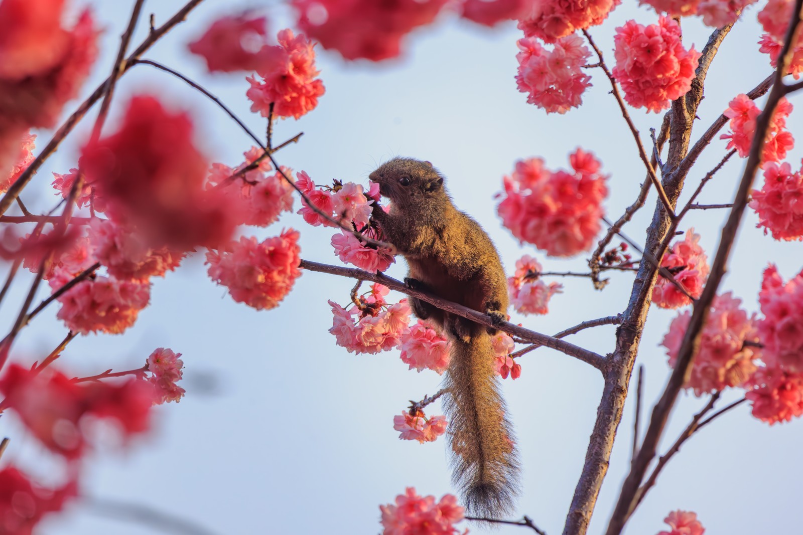 A squirrel nibbles on a cherry blossom.
