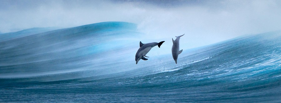 Two dolphins leap into the air above the back side of a crashing wave.