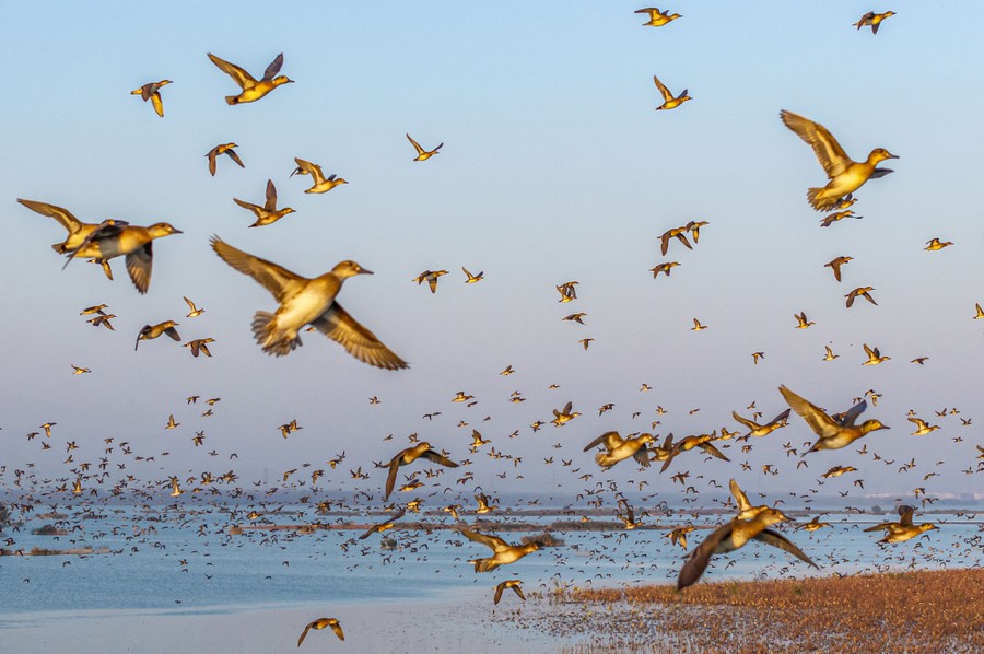 A large flock of waterfowl flies above wetland.