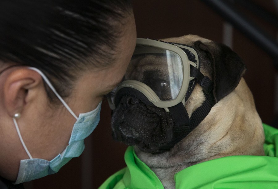 Animals in the News