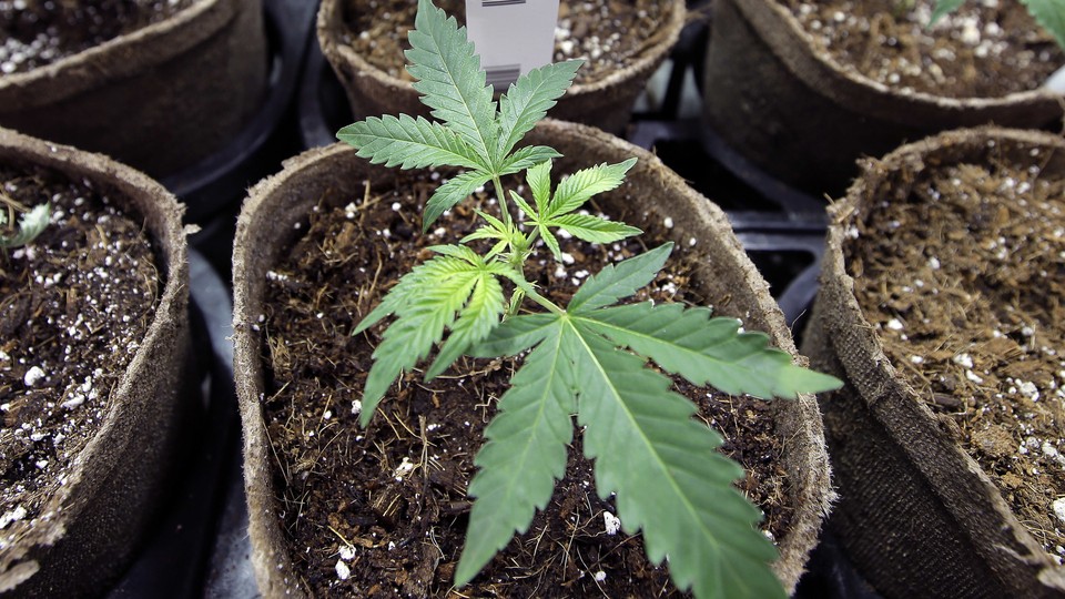 A newly transplanted cannabis cutting