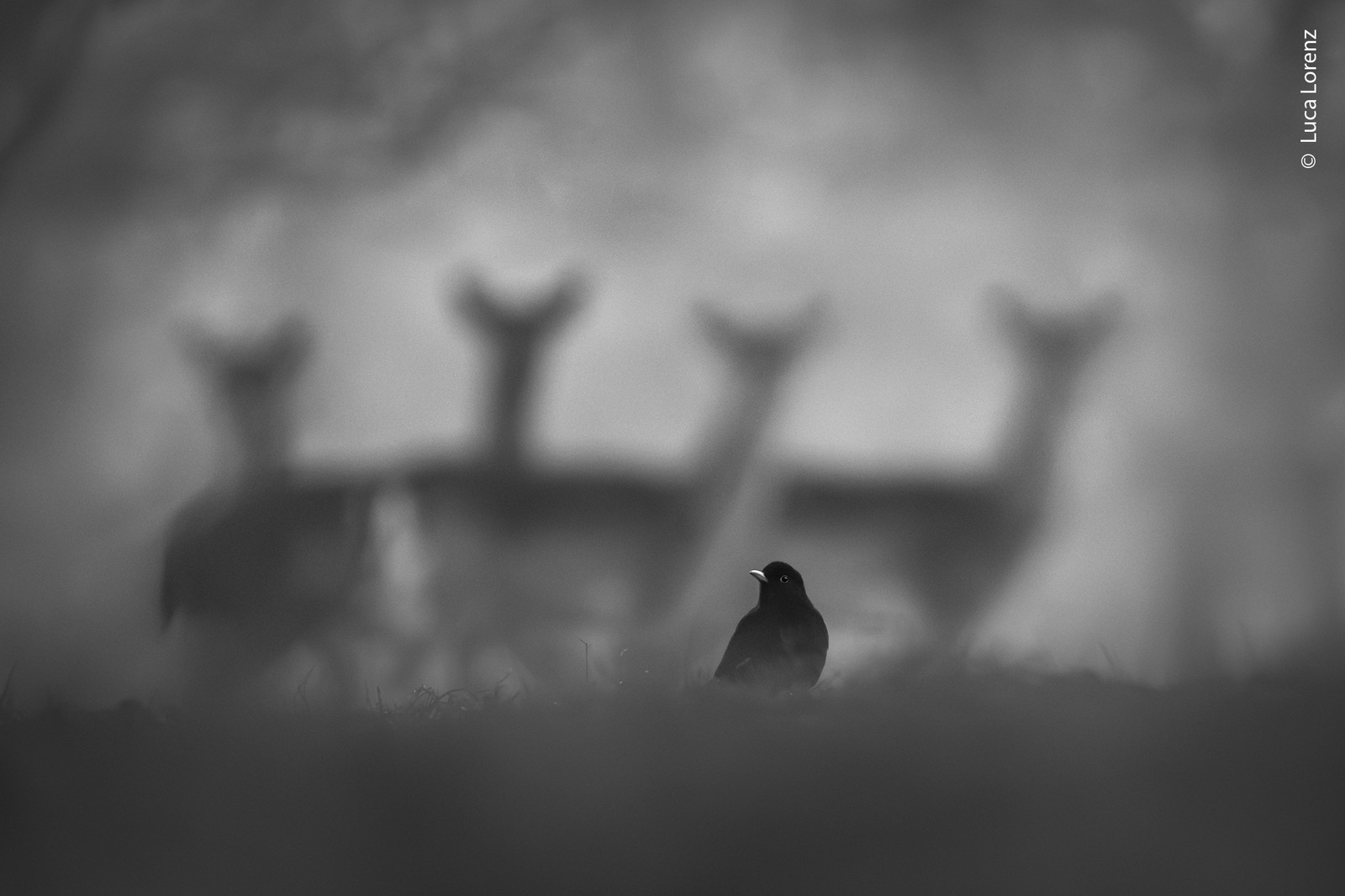 A blackbird stands on a grassy open area in a park; the distant silhouettes of several deer loom behind it.