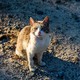 Photo of a cat in Cyprus