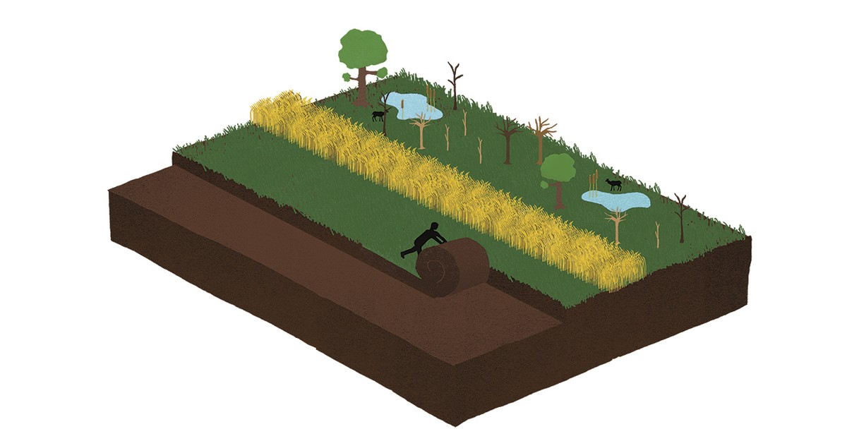 Add Carbon Sinks to the Climate Treaty - The Atlantic