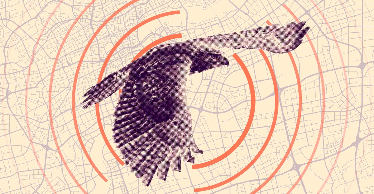 The Most Ingenious Hawk in New Jersey