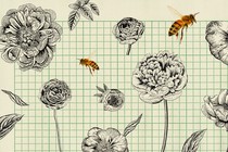 Two bees displayed against a sketch of flowers.