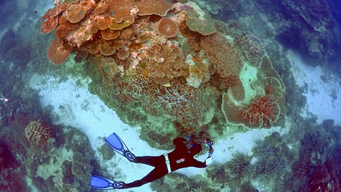 How Scientists Who Study Corals Are Coping With the Death of Reefs ...