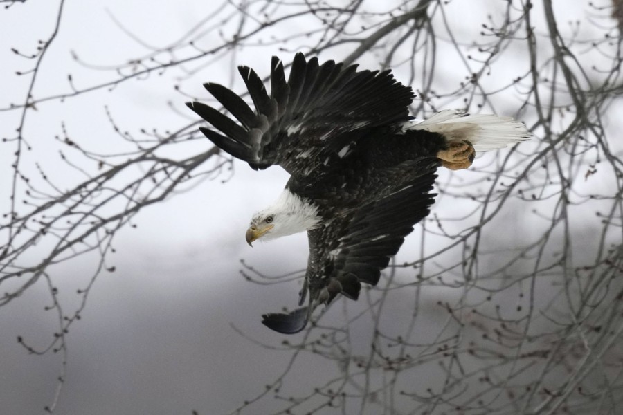 A bald eagle flies from a tree, among bare branches.