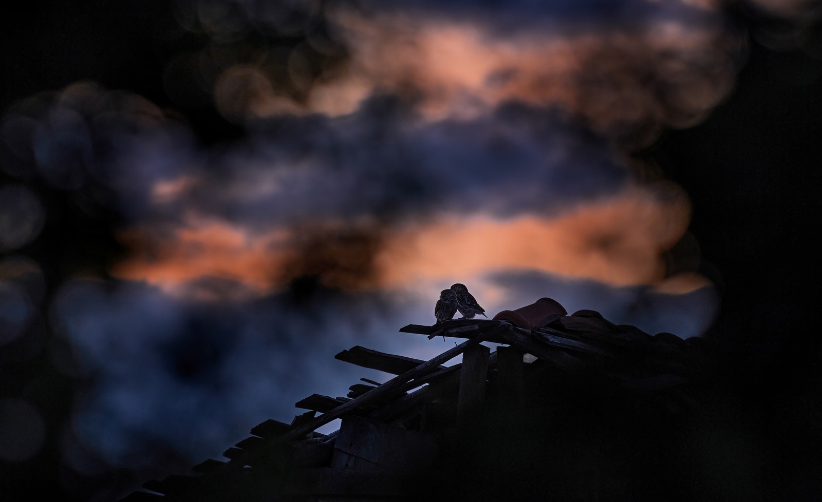 A pair of owls perch together on a dilapidated rooftop.