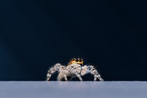 A jumping spider