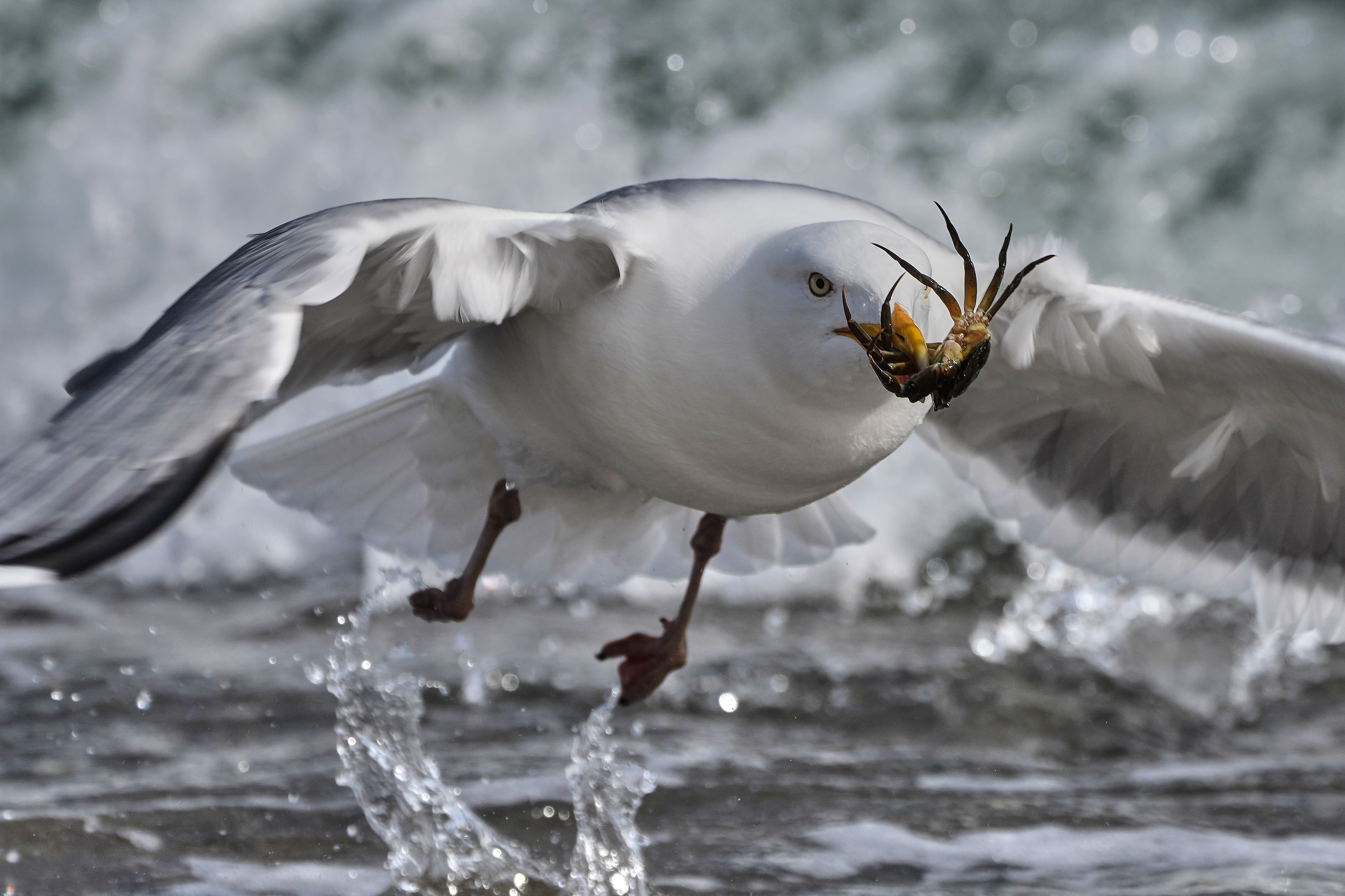 A seagull catches a crab, flying away from shallow water.