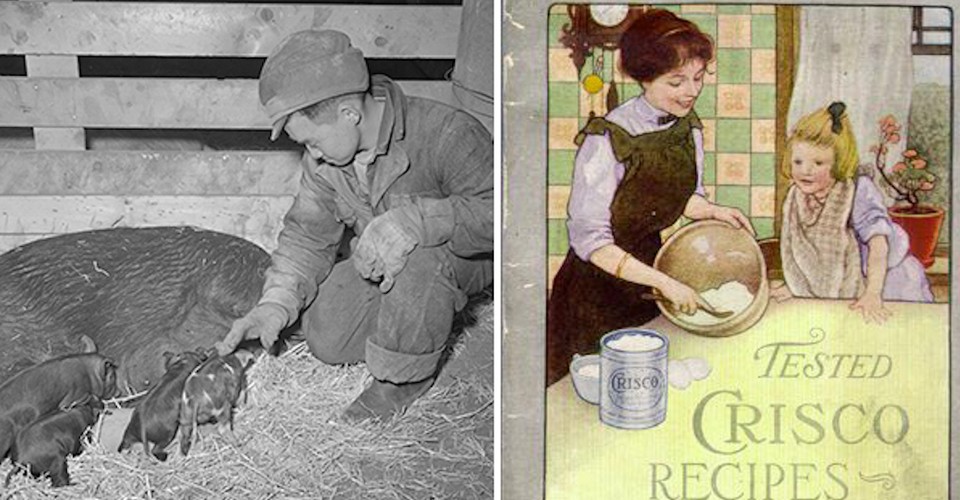 How Vegetable Oils Replaced Animal Fats in the American Diet The Atlantic