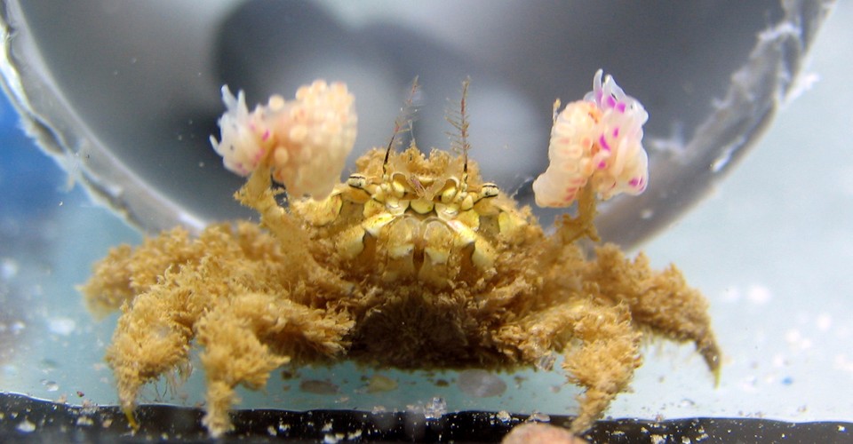 This Crab Clones Its Allies By Ripping Them In Half The Atlantic