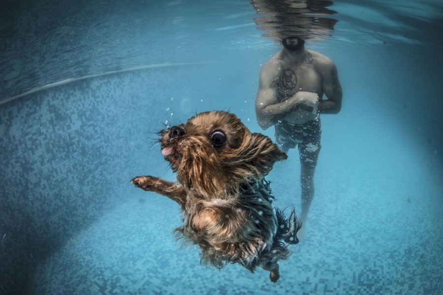 Photos: Paws in the Water—Dogs at Play - The Atlantic