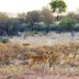 A dingo in a desert field in Australia