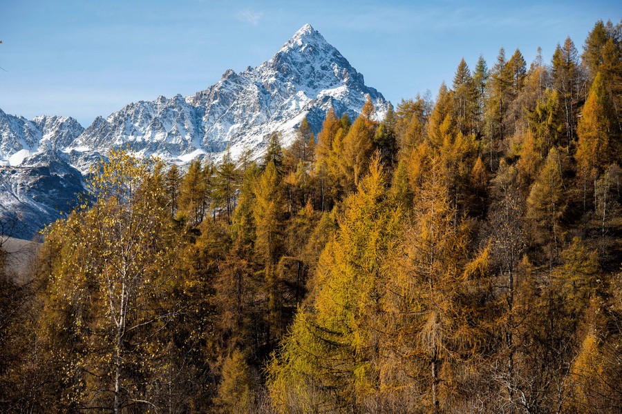The peak of a snow-covered mountain, seen behind autumn-colored trees on a hillside