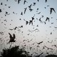 A swarm of bats