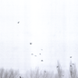 blurry black-and-white image of tops of trees with flock of black birds against white sky