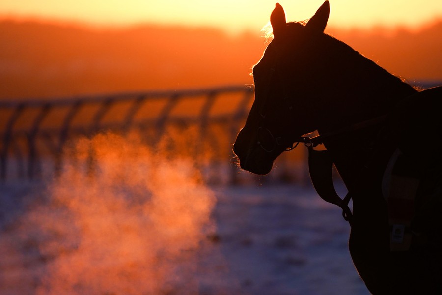 A horse's breath is visible in the sunlight on a cold day.