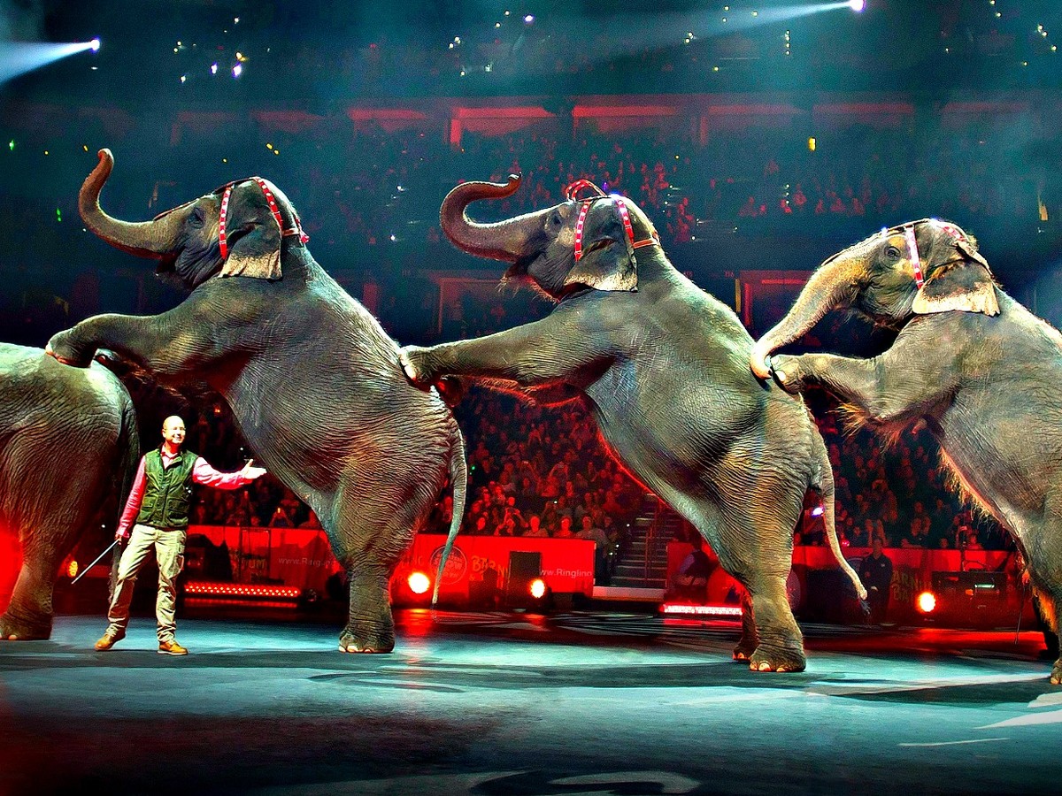 Circus Elephants Doing Tricks