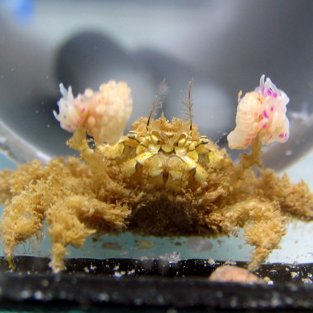 Pom-pom anemone, Animals