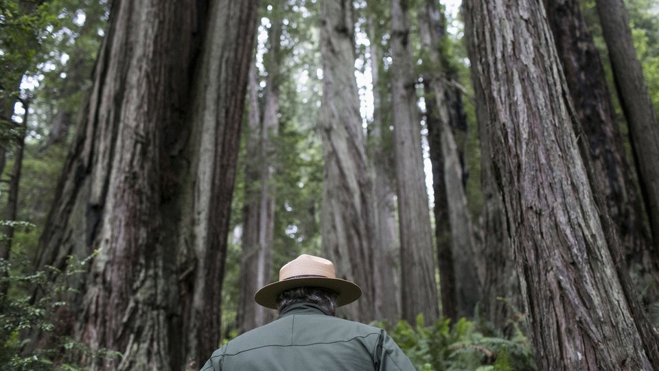A park ranger with his back toward the camera walks through a forest.