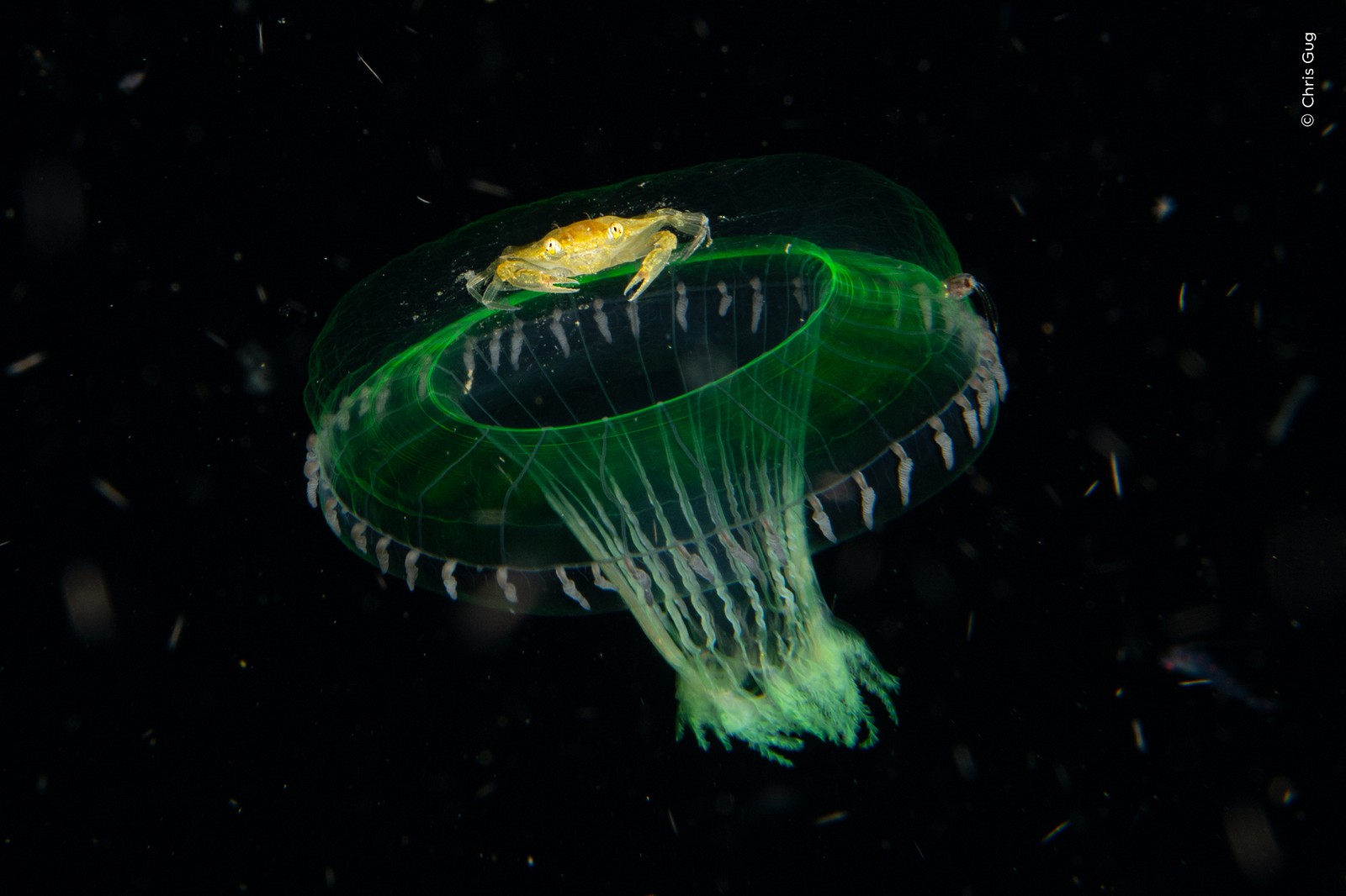 A crab rides atop a jellyfish, seen underwater