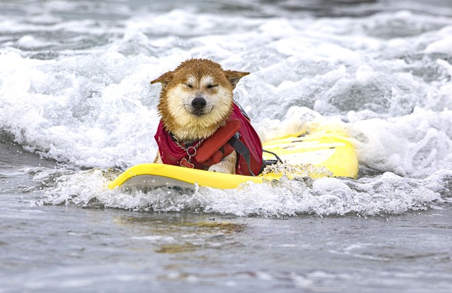 Surfing dogs compete in Helen Woodward Animal Center’s 18th Annual Surf Dog Surf-A-Thon, in Del Mar, California.