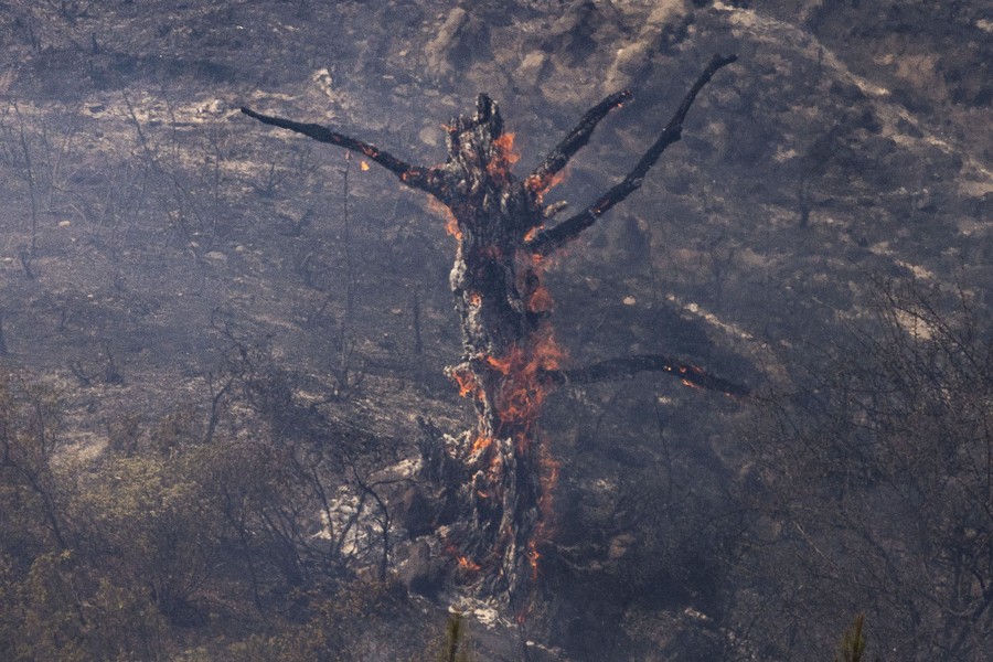 A tree trunk burns on a charred hillside.