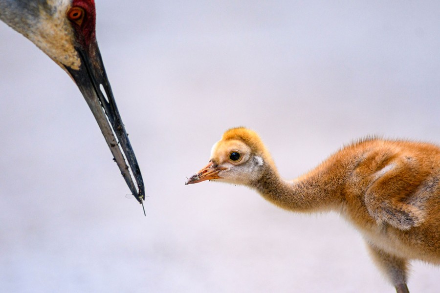 An adult crane offers a tiny damselfly to one of its young offspring.