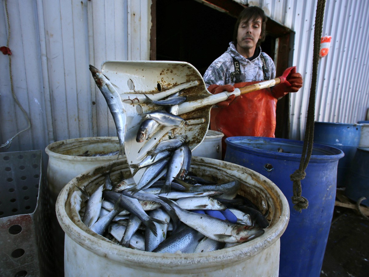 An Omega-3 Study Could Help Find Out If Fish Oil Works - The ...