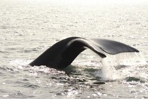 The tail of a right whale rises out of the ocean.