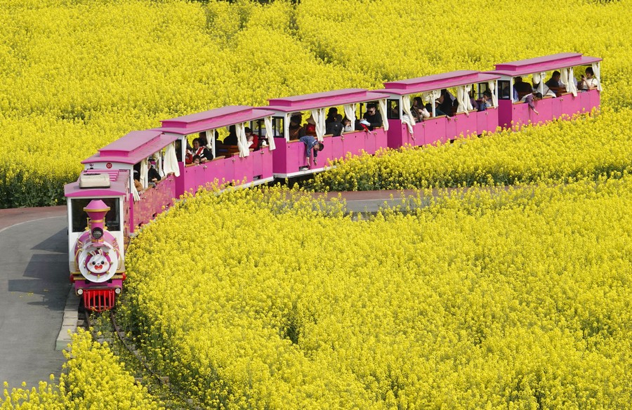 A small pink tourist train carries visitors through a field of yellow flowers.