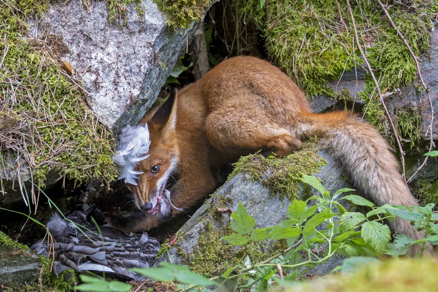 Winners of Wildlife Photographer of the Year 2020 - The Atlantic