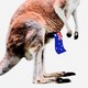 The lower half of a kangaroo's body with an Australian flag hanging out of its front pouch