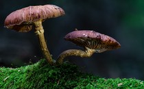 two mushrooms with broad, brown caps and tan stalks grow out of a moss-covered substrate