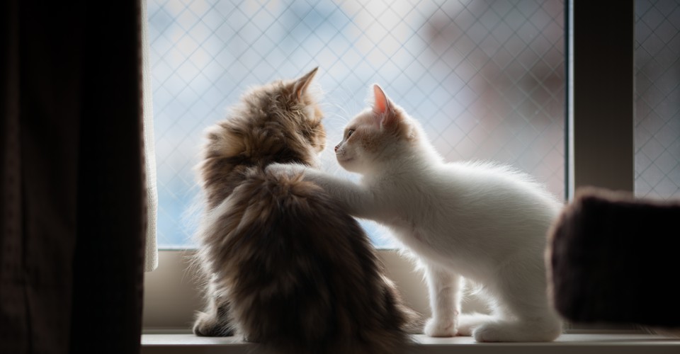 Affective Presence How You Make Other People Feel The Atlantic