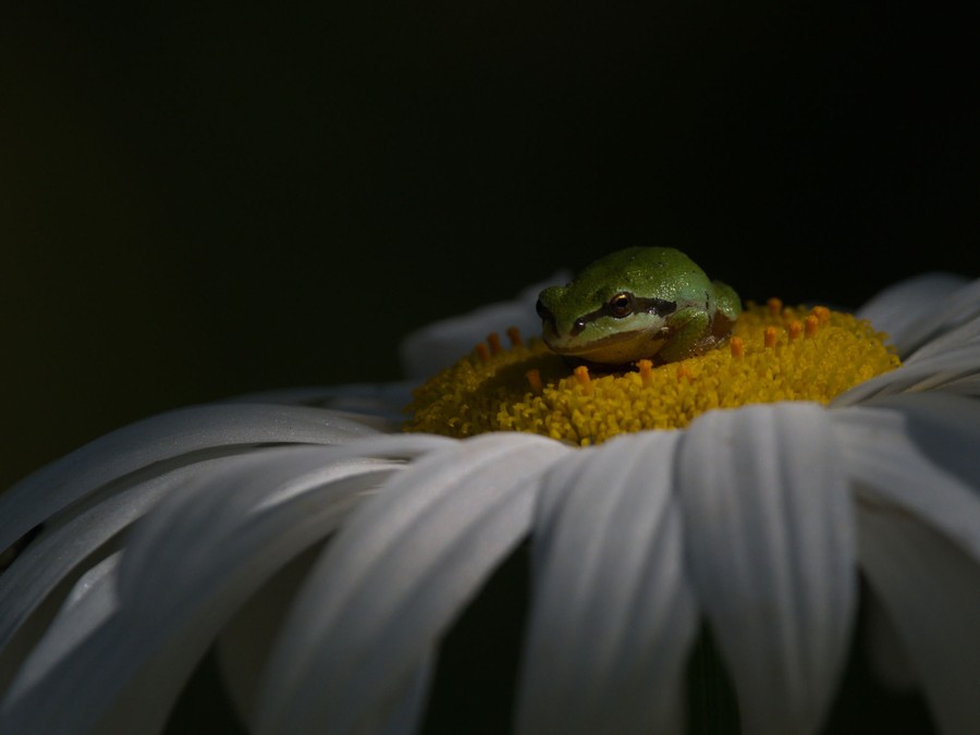 A small frog rests on a flower with white petals.