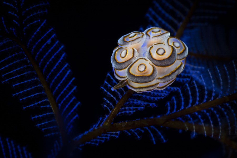 A small, striped soft-bodied sea creature, pictured underwater on a branch