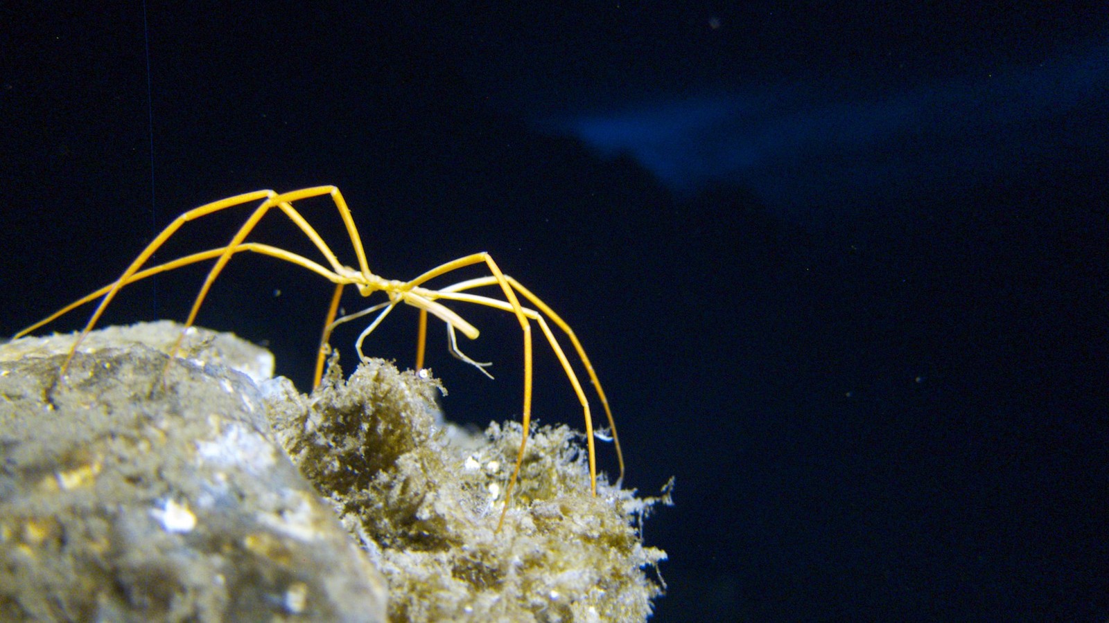 Sea Spiders Pump Blood With Their Guts, Not Their Hearts - The Atlantic