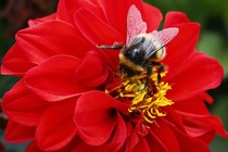 A bee collects pollen from a flower.