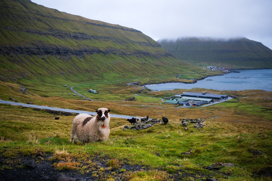 Several sheep graze near a coastal village.