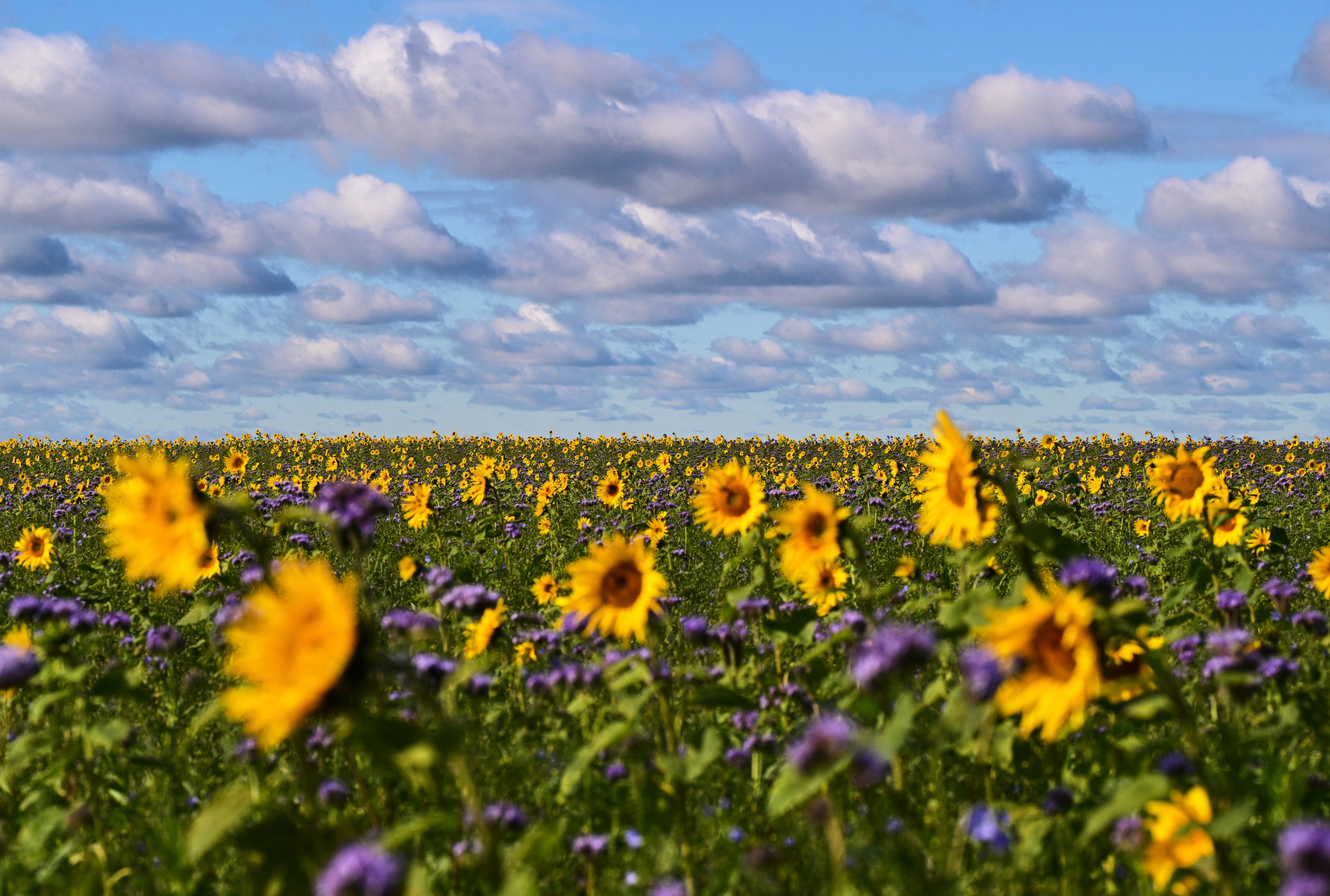 Sunflowers and purple flowers cover a field, seen under a partly-cloudy sky.