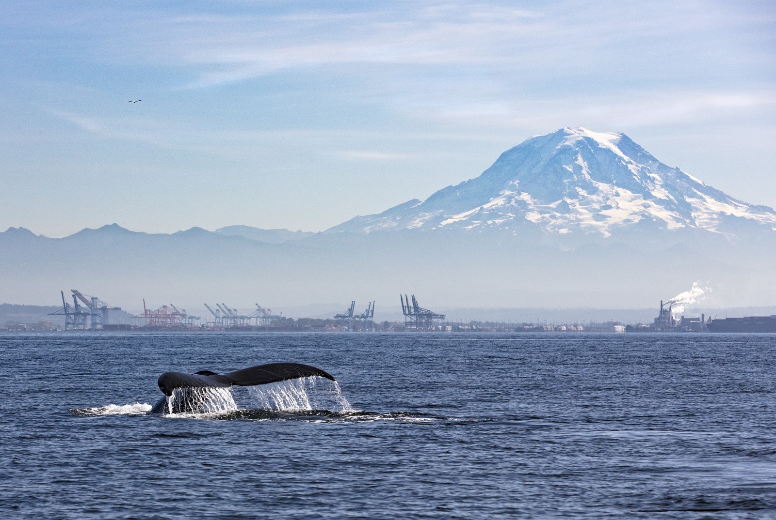 The tail of a humpback whale, seen in a harbor with a distant city port and even more distant snow-capped dormant volcano