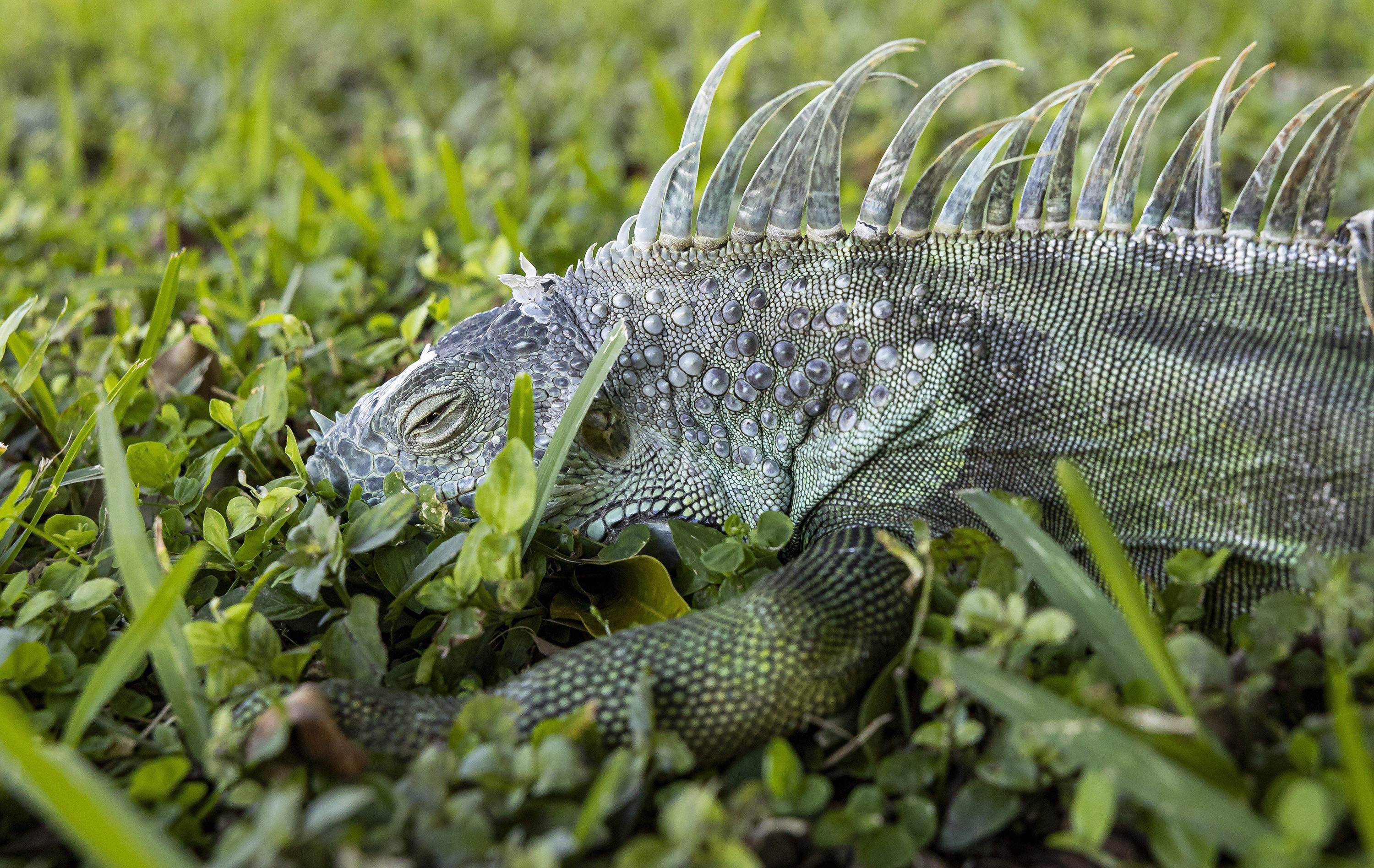 A motionless iguana lies on a lawn.