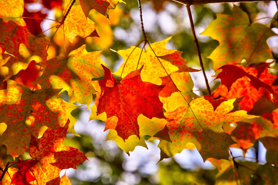 Fall is in the air